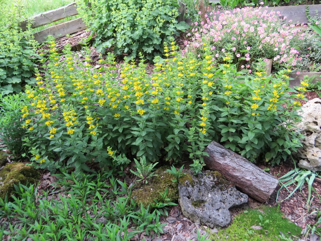 vrbina bodkovaná (Lysimachia punctata)