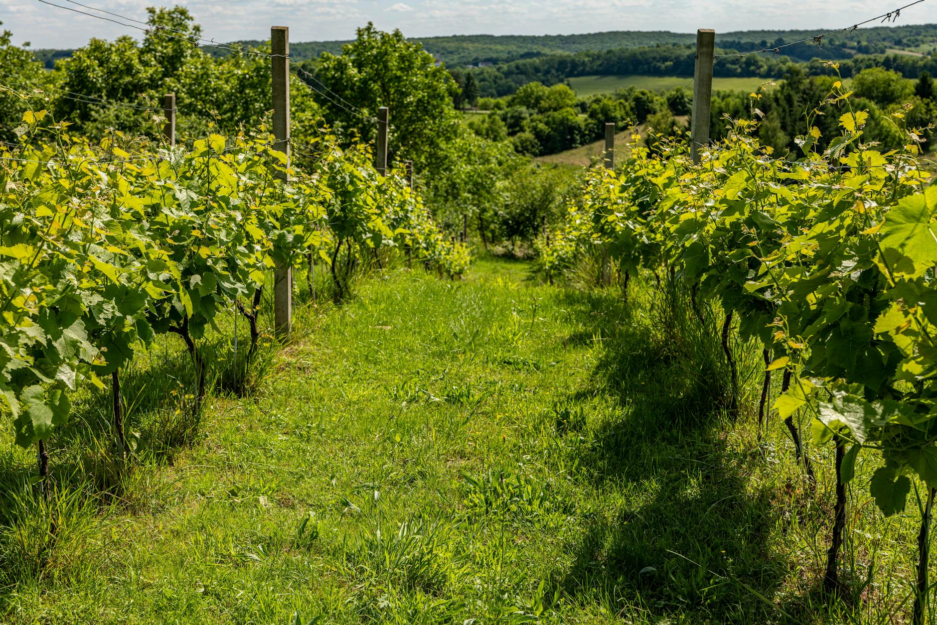 Výsadba viniča v záhrade a príprava pôdy pre solitérne kry