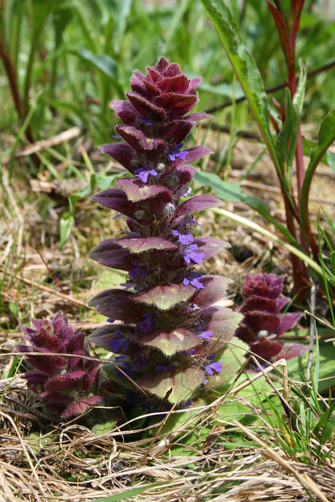 ľadenec ihlanový (Ajuga pyramidalis)