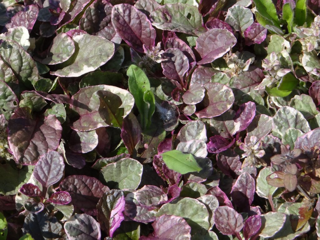 zbehovec plazivý 'Burgundy Glow' (Ajuga reptans 'Burgundy Glow')