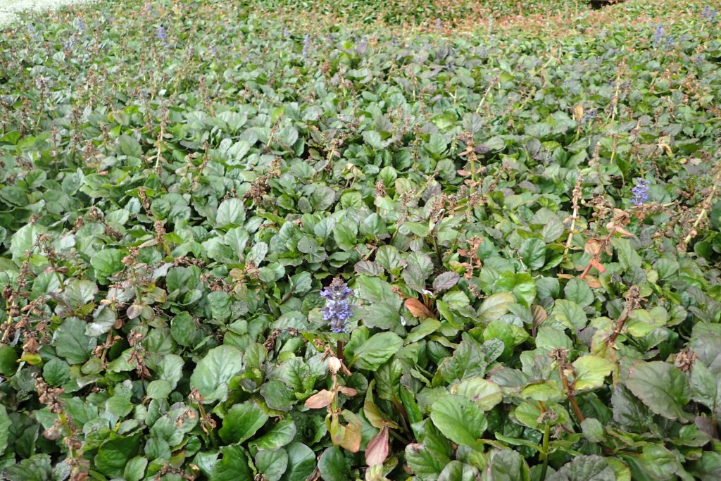 zbehlec plazivý 'Jungle Beauty' (Ajuga reptans 'Jungle Beauty')