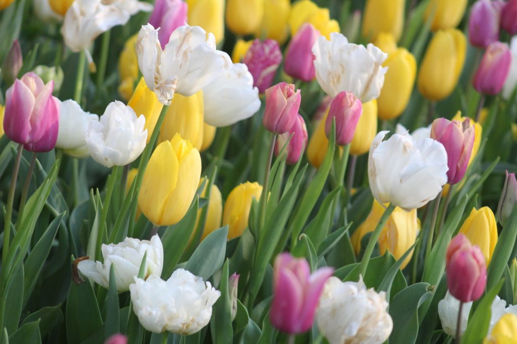 botanické tulipány