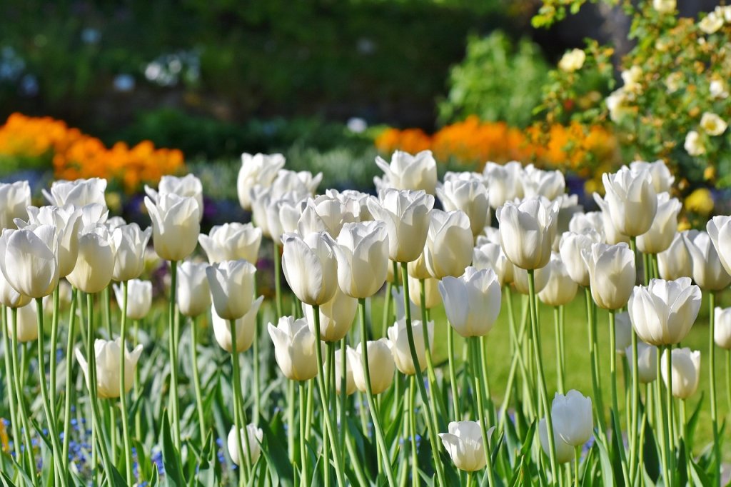 zber cibúľ tulipánov