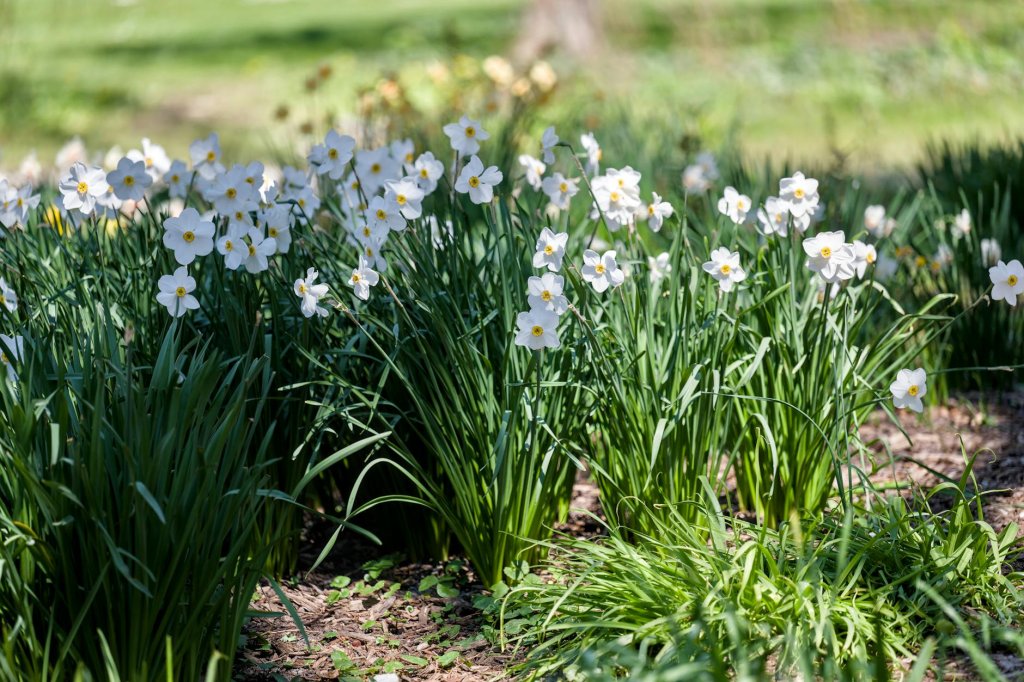narcis biely