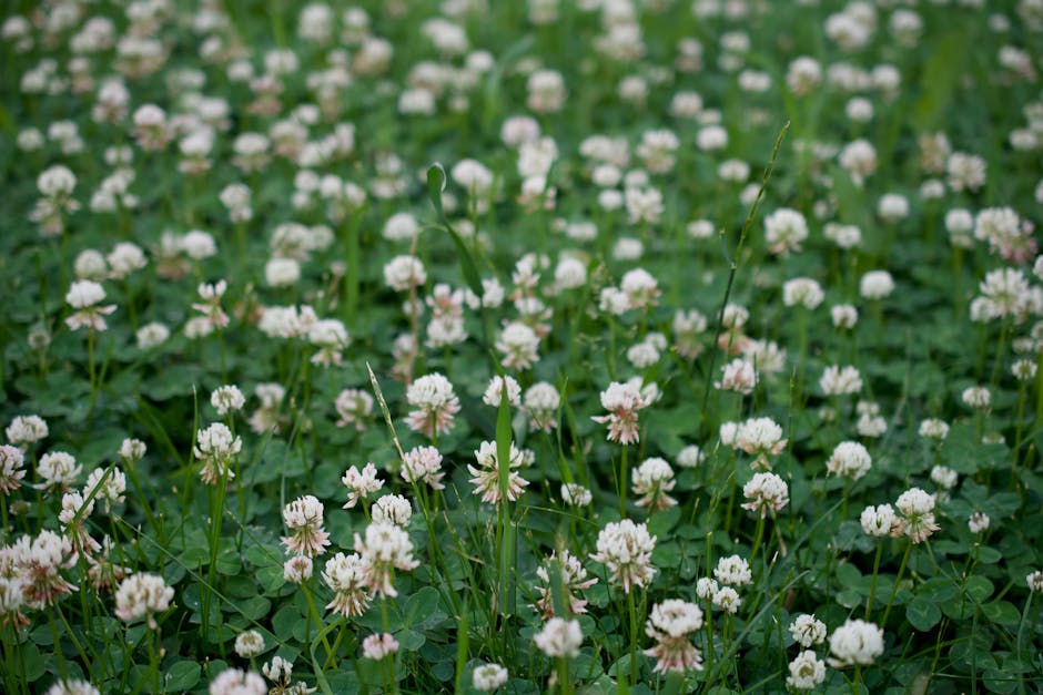 Ďatelina plazivá (Trifolium repens)