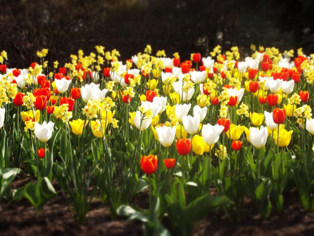 odrody tulipánov
