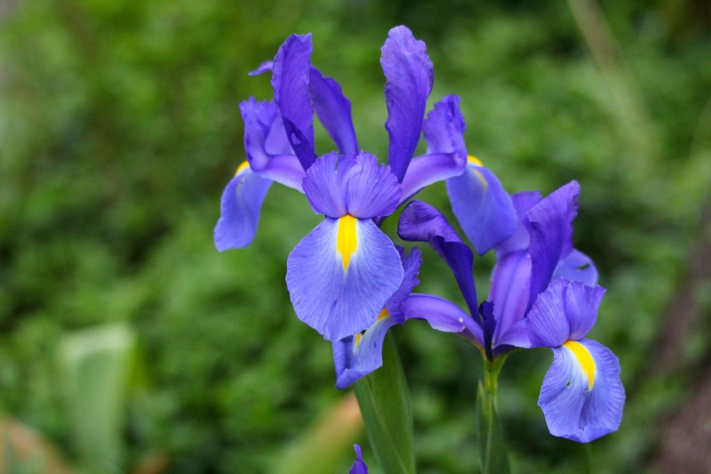 kosatec Iris