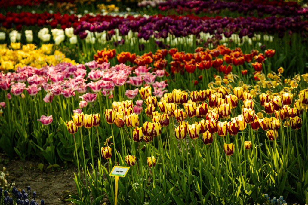 pestovanie tulipánov
