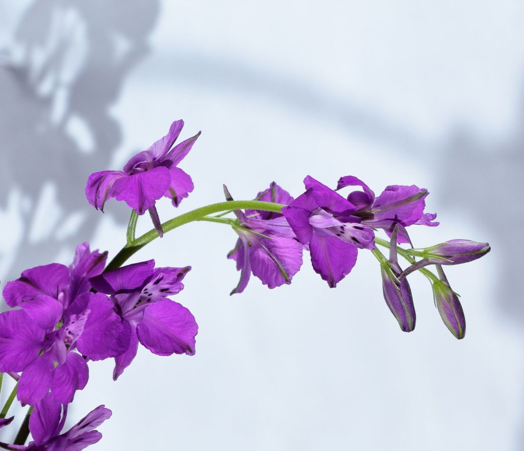 ostroha Delphinium