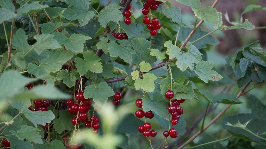 ríbezle – drobné ovocie