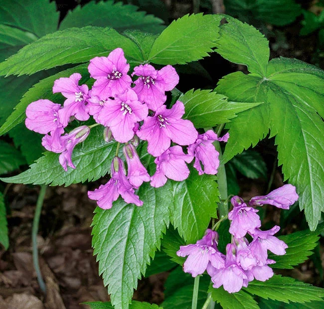 Cardamine pentaphyllos (syn. Dentaria pentaphyllos) – žerušnica päťlistá