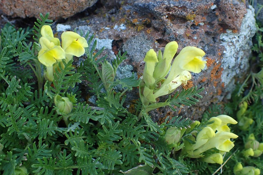 Šišiak východný (Scutellaria orientalis) so žltými kvetnými klasmi