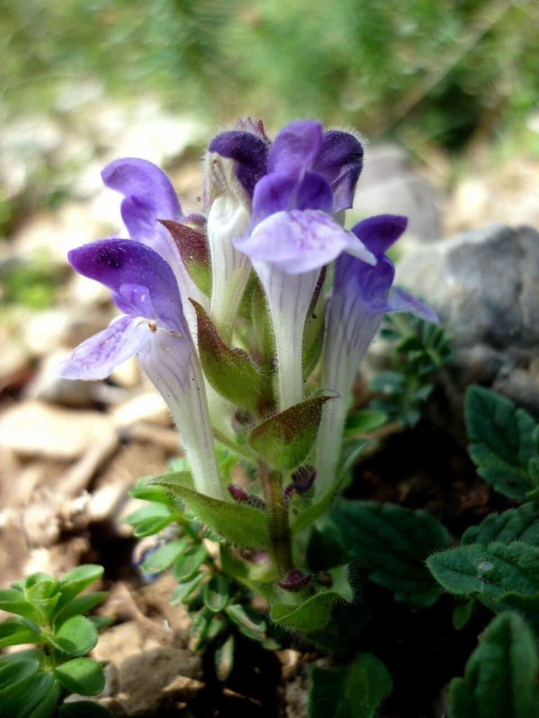 Šišiak alpský (Scutellaria alpina) v skalke