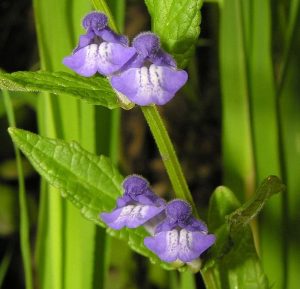 Šišiak vrúbkovaný (Scutellaria galericulata)