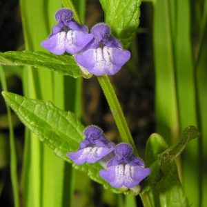 Šišiak vrúbkovaný (Scutellaria galericulata)