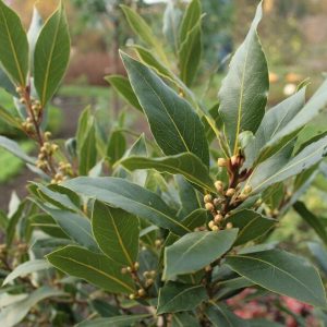 Vetvičky bobkového listu (Laurus nobilis) s kožovitými listami a trsmi žltozelených kvetných pupencov