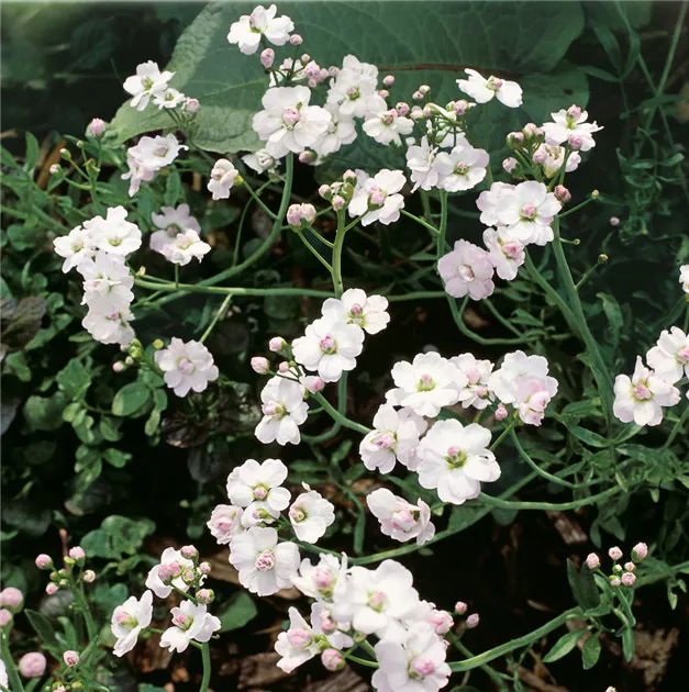 Žerušnica lúčna, plnokvetá forma (Cardamine pratensis 'Plena')