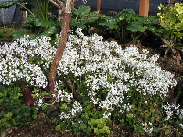 Žerušnica trojlistá (Cardamine trifolia) – pôdopokryvná trvalka do tieňa