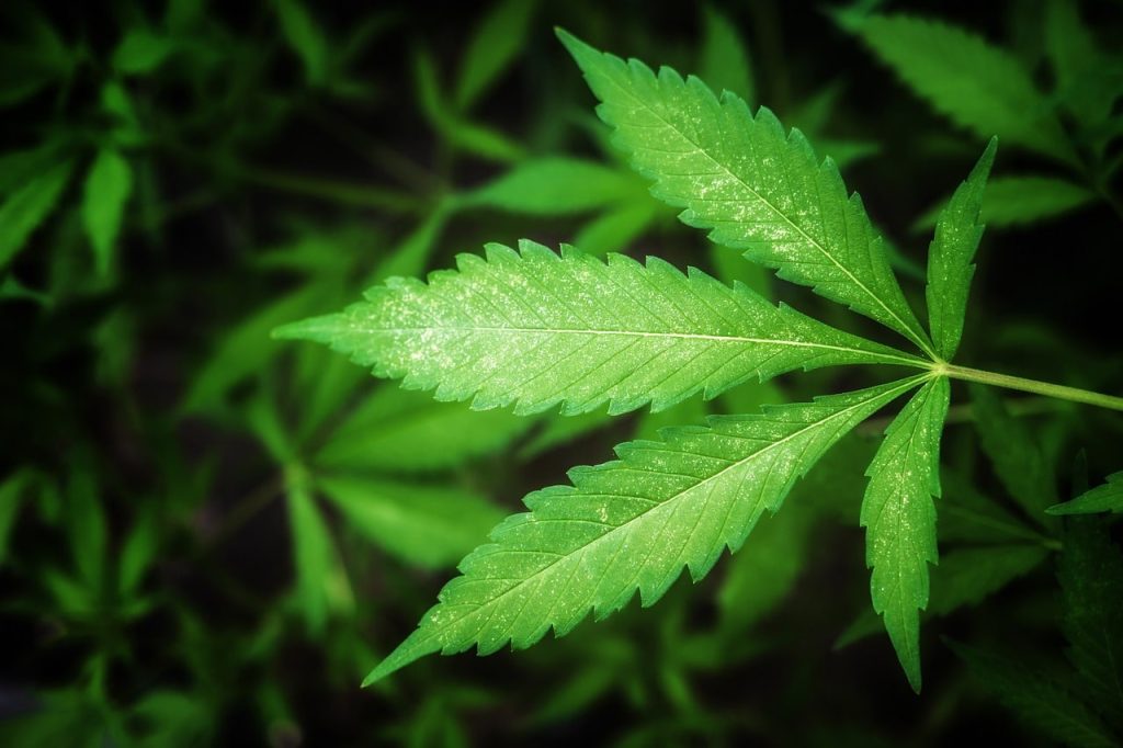 Kvitnúca konopa siata (Cannabis sativa) s dlaňovito zloženými listami