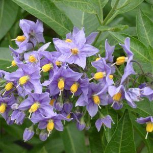 Ľuľok kučeravý (Solanum crispum) s modrofialovými kvetmi a žltými peľnicami