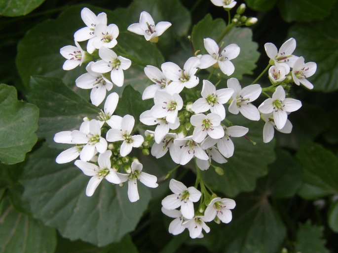 Žerušnica (Cardamine asarifolia) – kvitnúca trvalka do vlhkého tieňa