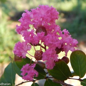 Ružové zvlnené súkvetie myrty krepovej (Lagerstroemia indica) s tmavozelenými lesklými listami