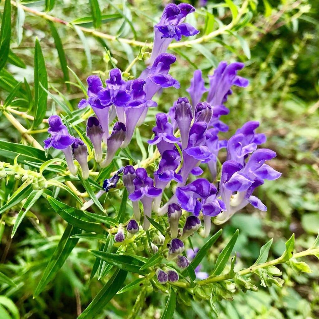 Šišiak bajkalský (Scutellaria baicalensis) s tmavomodrými kvetmi