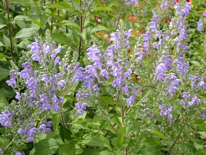 Šišiak sivý (Scutellaria incana) so striebristými listami