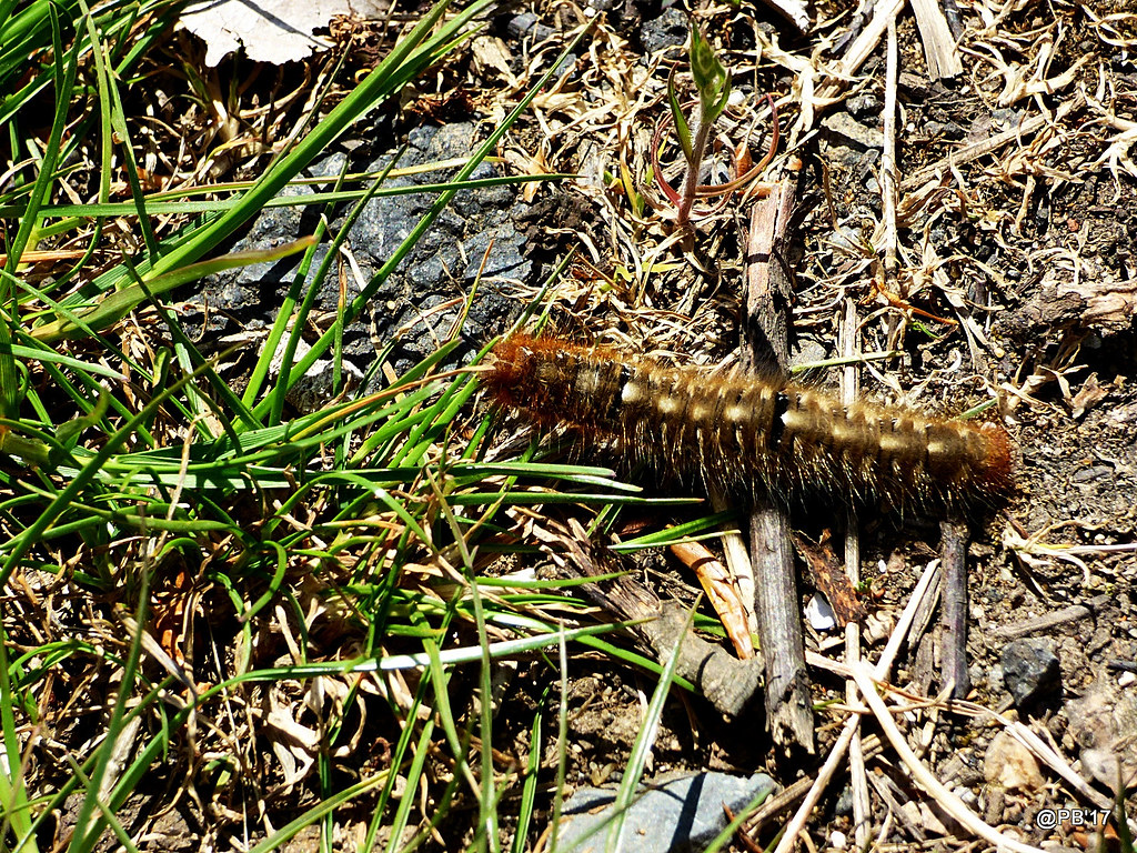 Priadkovec dubový