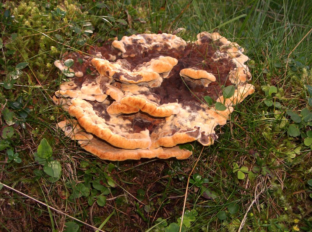 Hnedák Schweinitzov