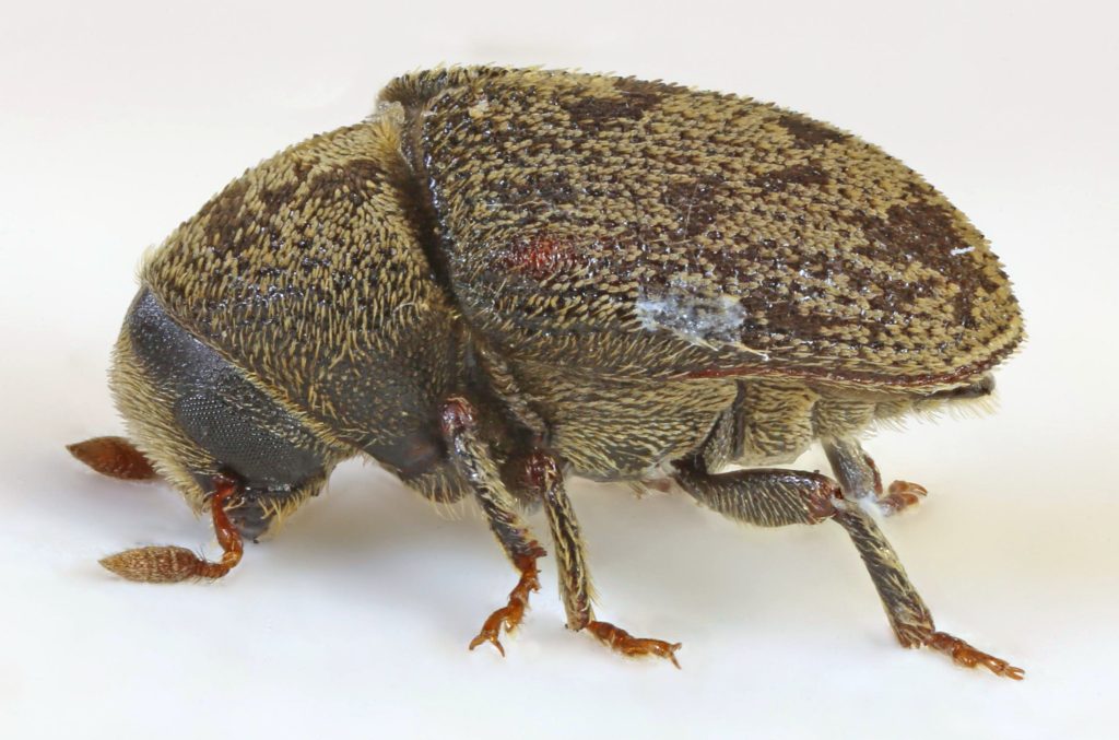 Lykokazi
