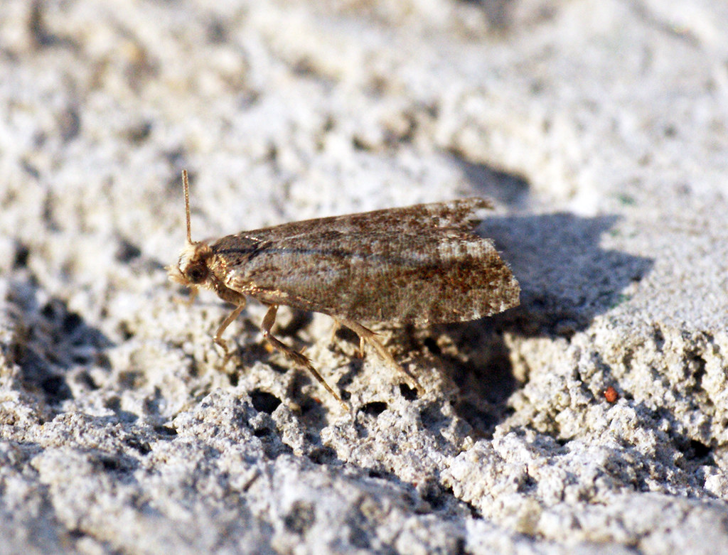 Obaľovače Epinotia nanana a Epinotia pygmaeana