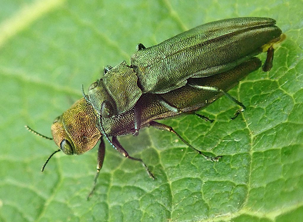 Krasoň zelenkastý