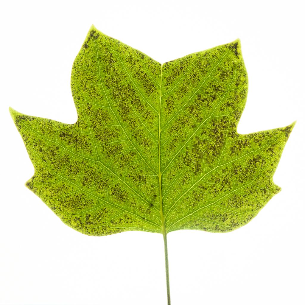 Poškodenie ozónom