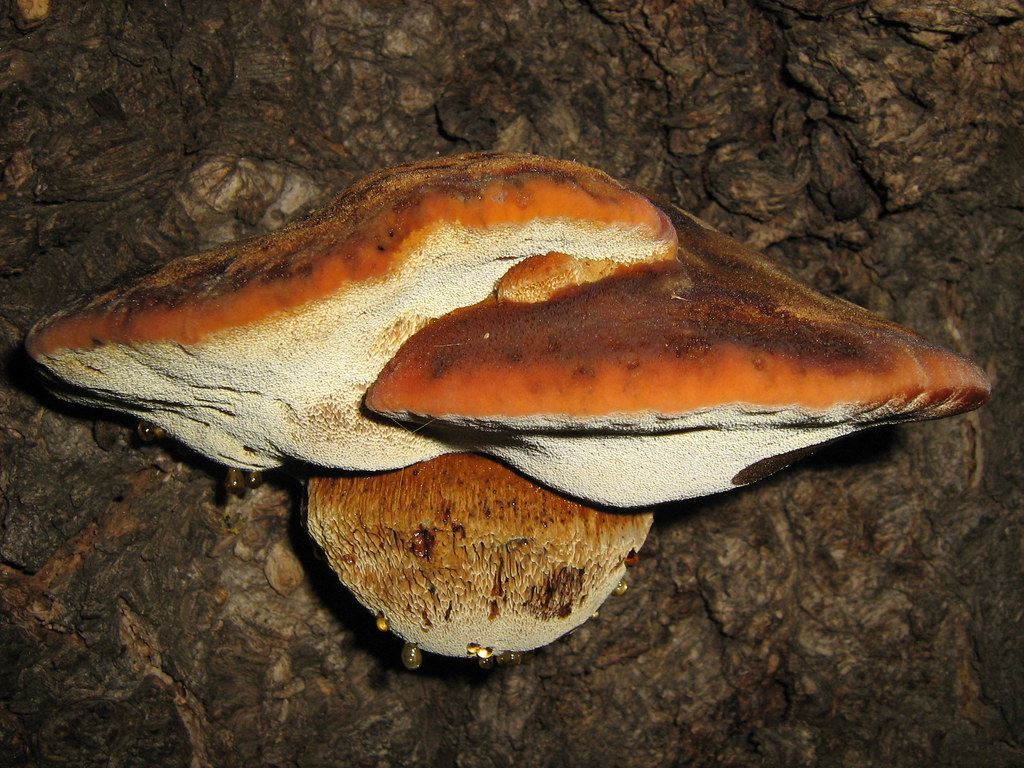 Ryšavec štetinatý