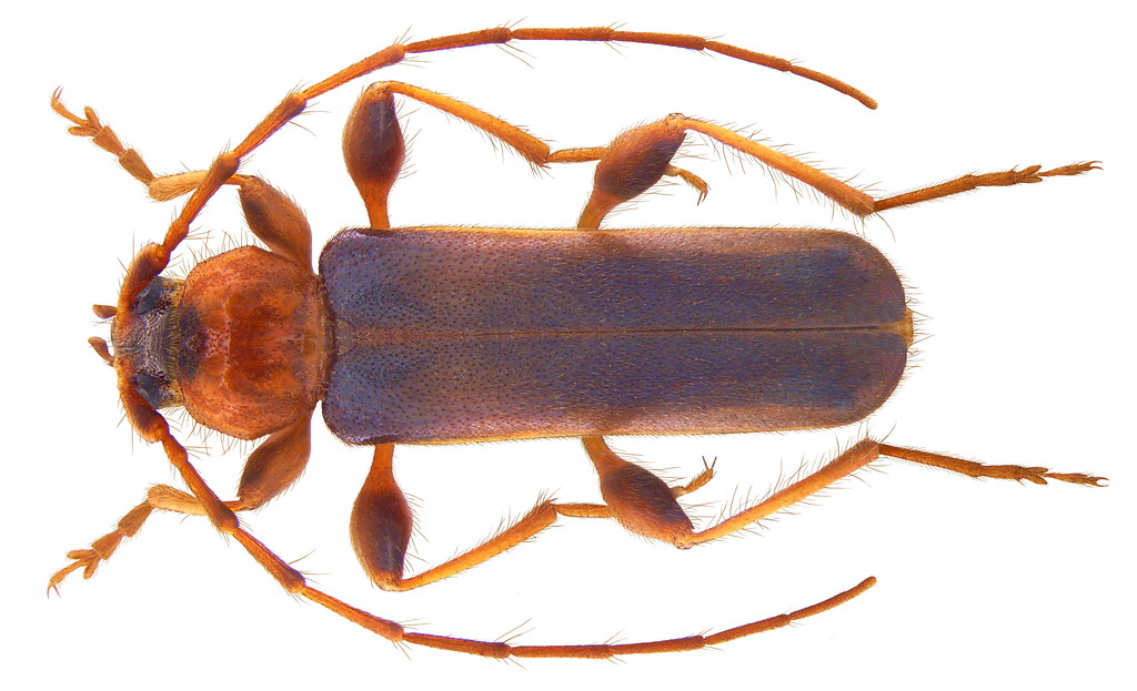 Fuzáč
