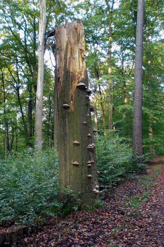 Práchnovec kopytovitý