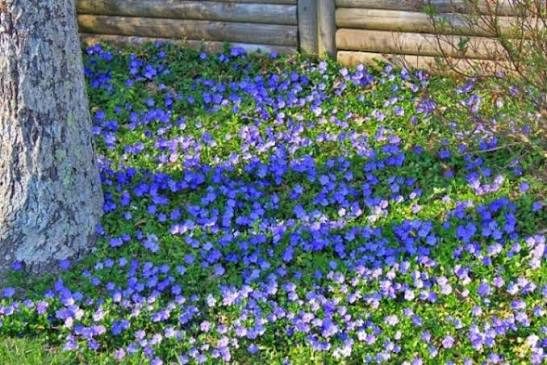 Zimozeleň menšia (Vinca minor) – trvalka do tieňa