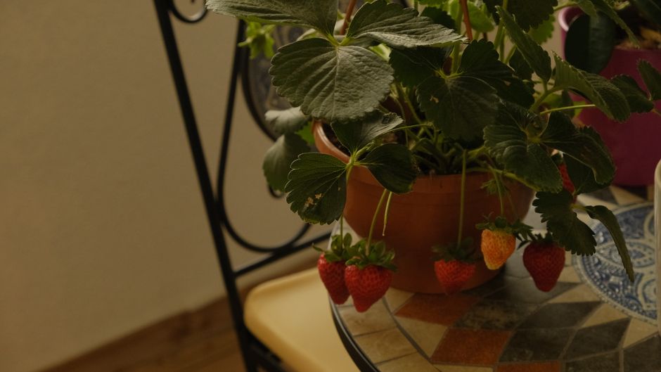 Jahody v truhlíku na balkóne