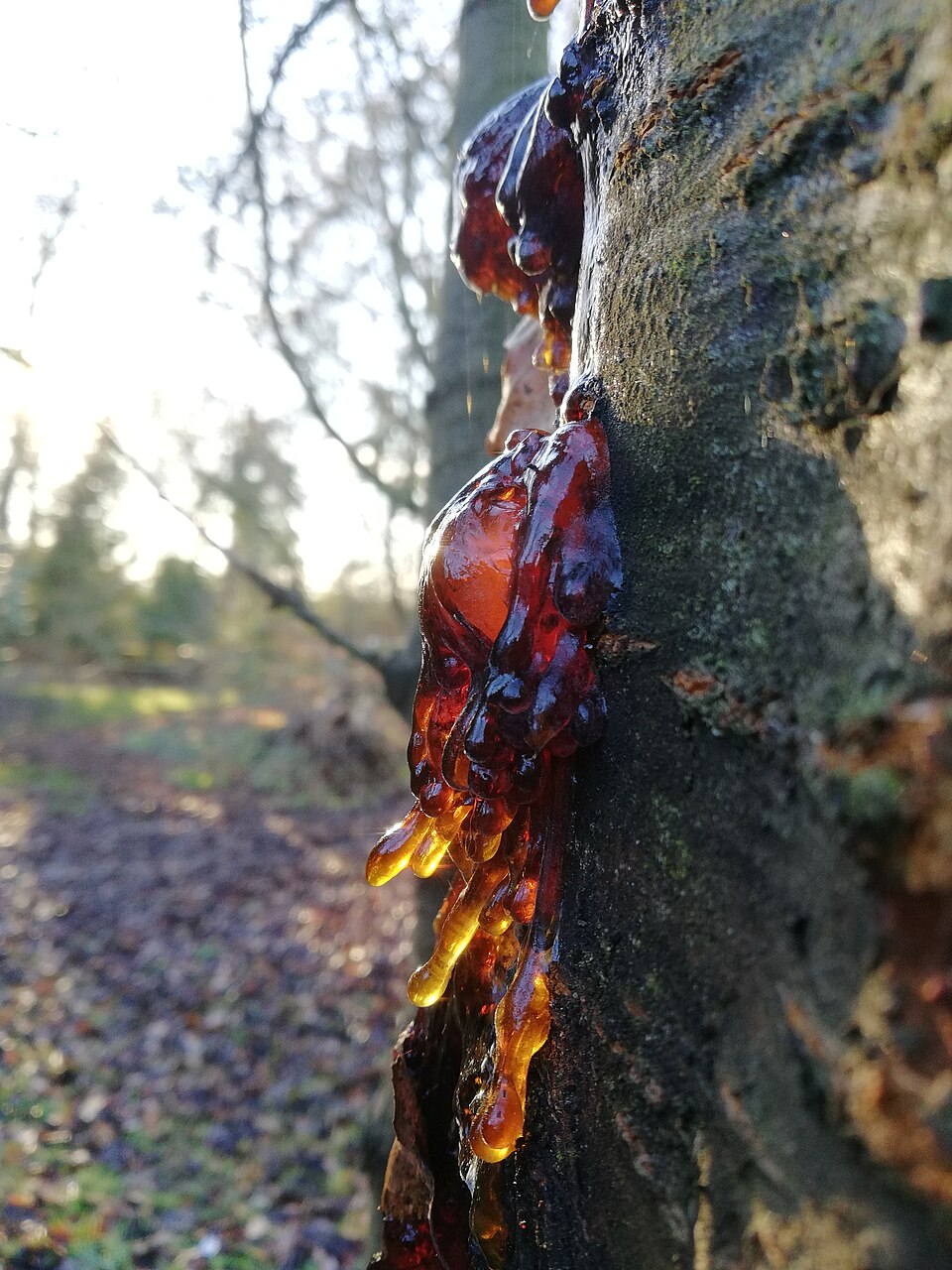Kvapky kleja na kôre