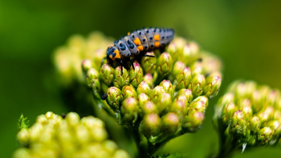Larva lienky