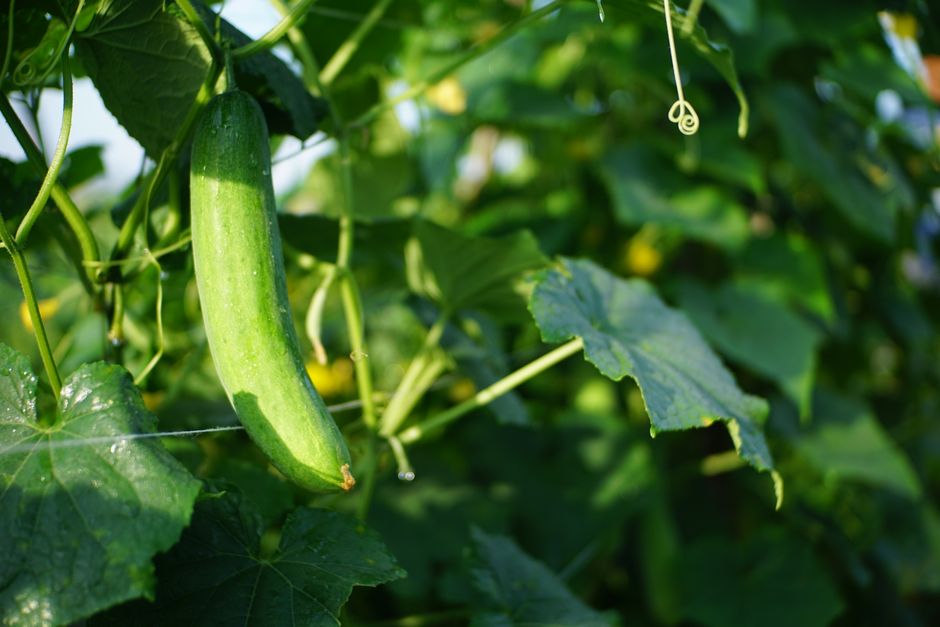 Uhorky trpiace suchom v horúčave