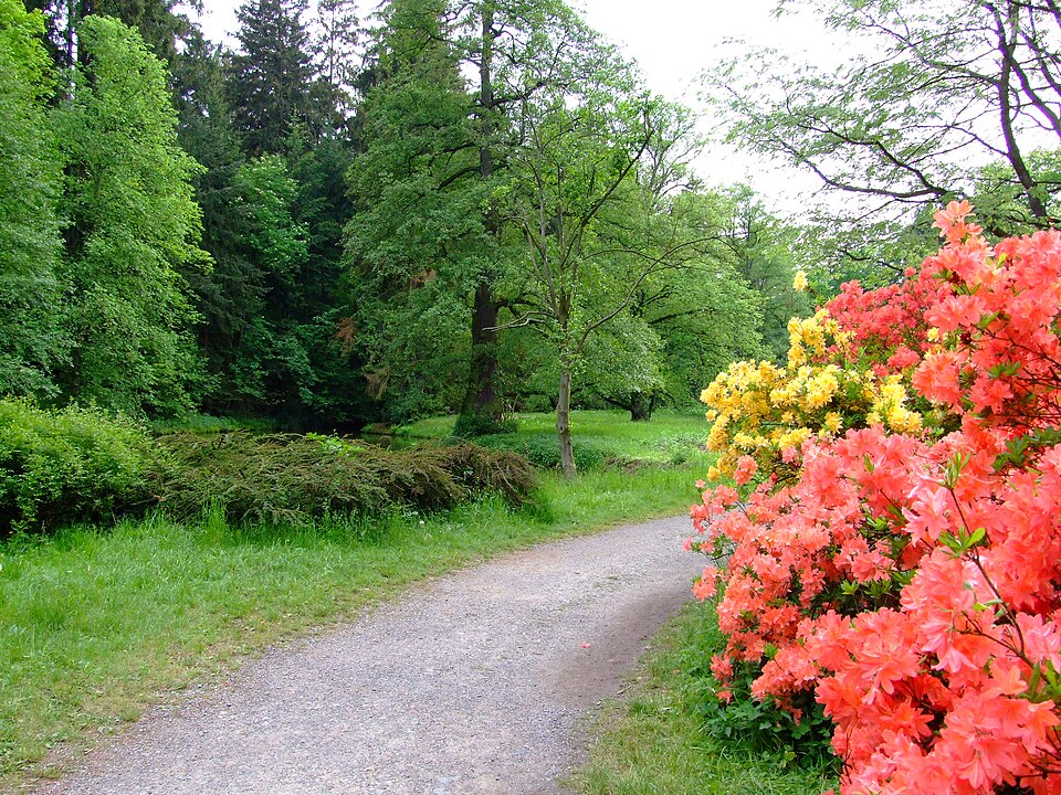 Cesta s rododendronmi v parku Průhonice