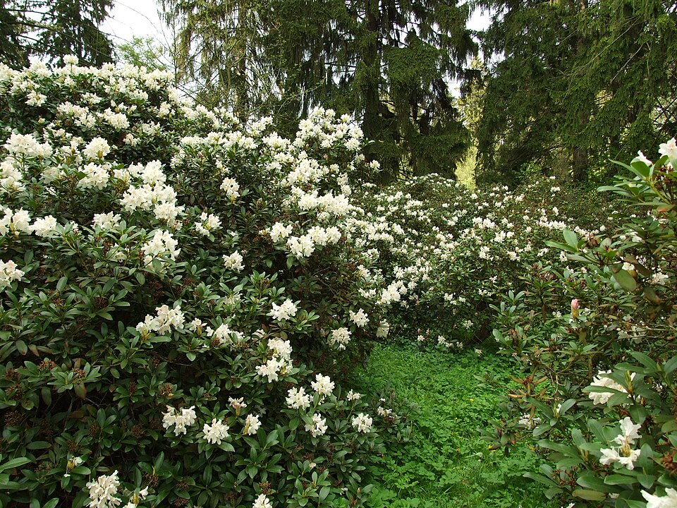 Biele rododendrony v zámockom parku Průhonice