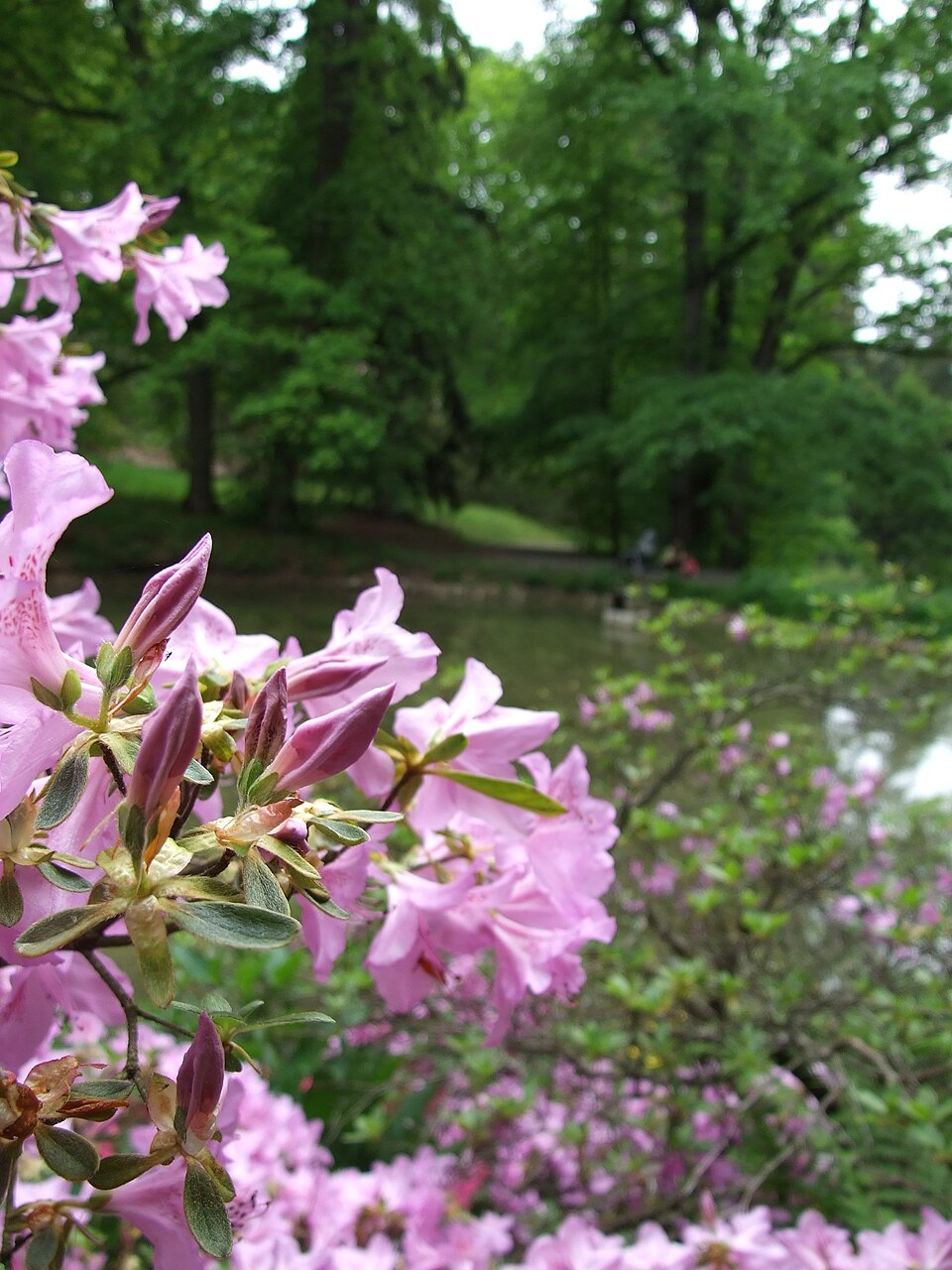 Rododendron pri Dobřejovickom potoku v Průhoniciach
