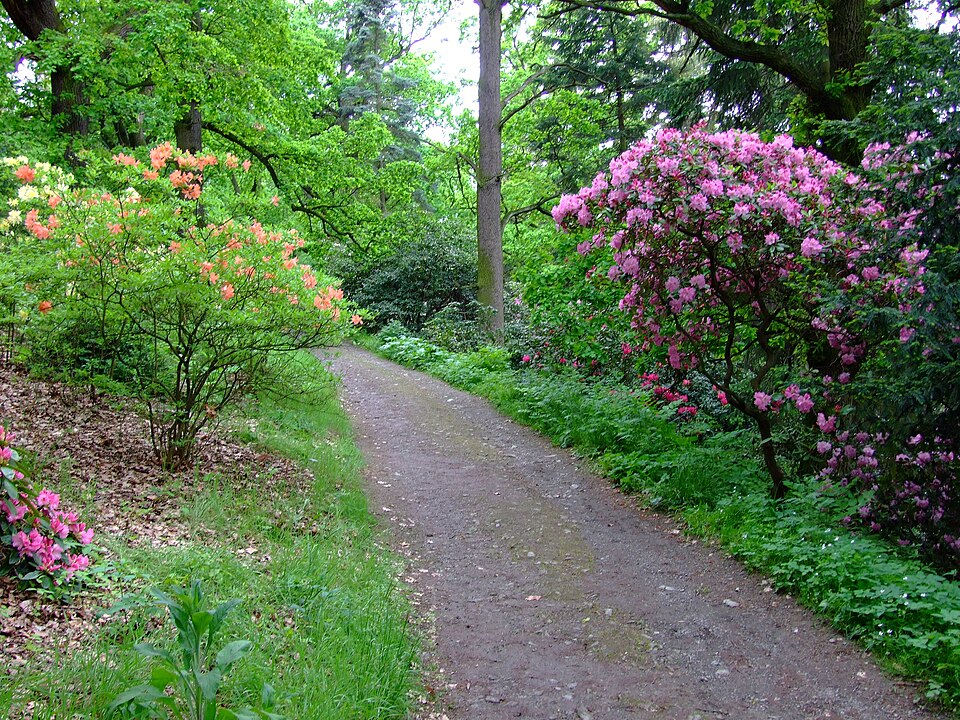 Cesta s rododendronmi v Průhoniciach, iný pohľad