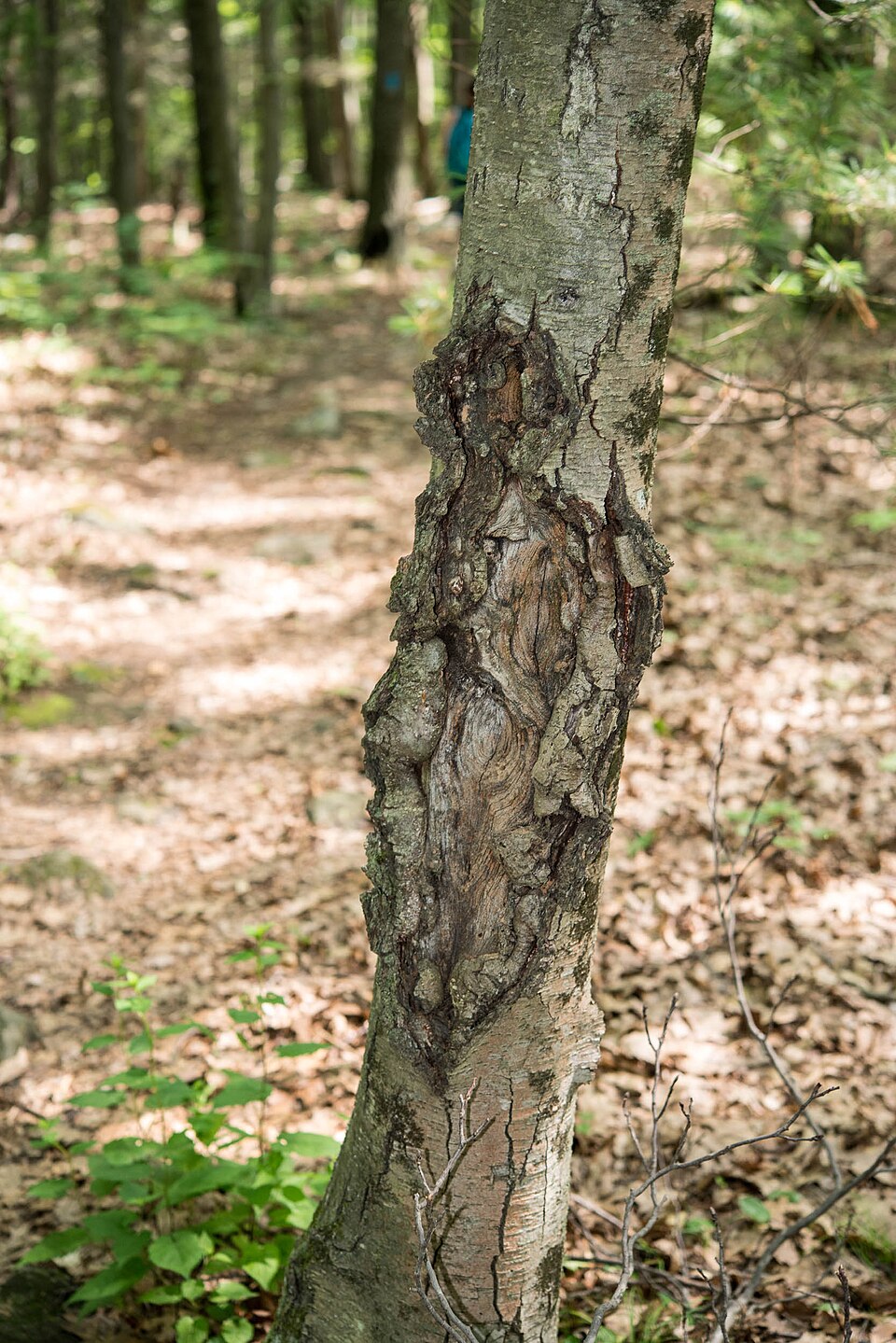 Rakovina na kmeni jablone