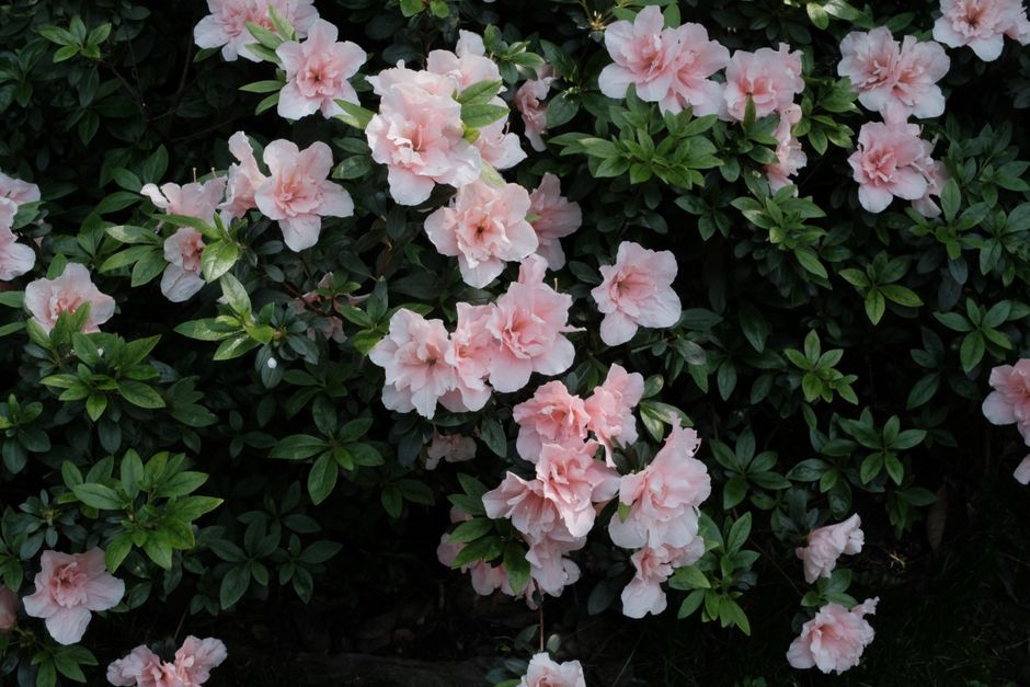 Rododendrony