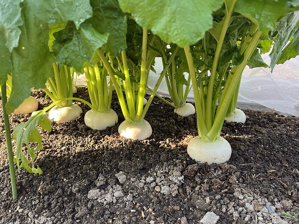 Zozbieraná vodnica