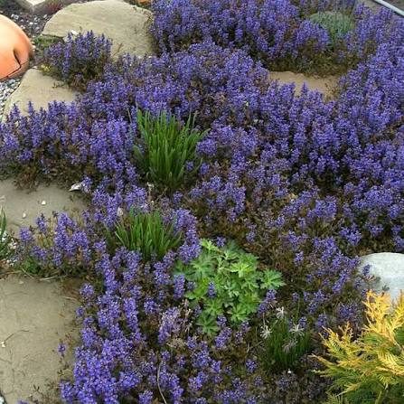 Zbehovec plazivý (Ajuga reptans) – trvalka do polotieňa